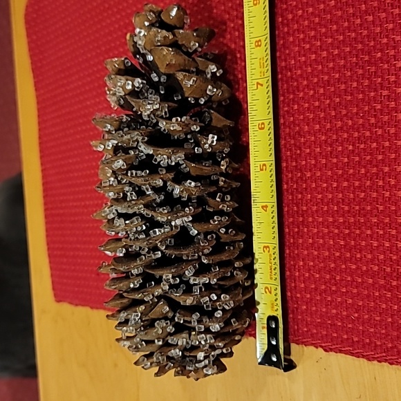 Very Large Pine Cones - Picture 5 of 7